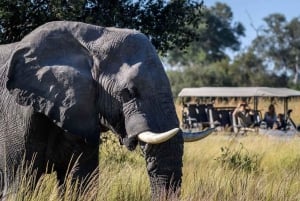 Livingstone: Lochinvar National Park Birdwatching Adventure