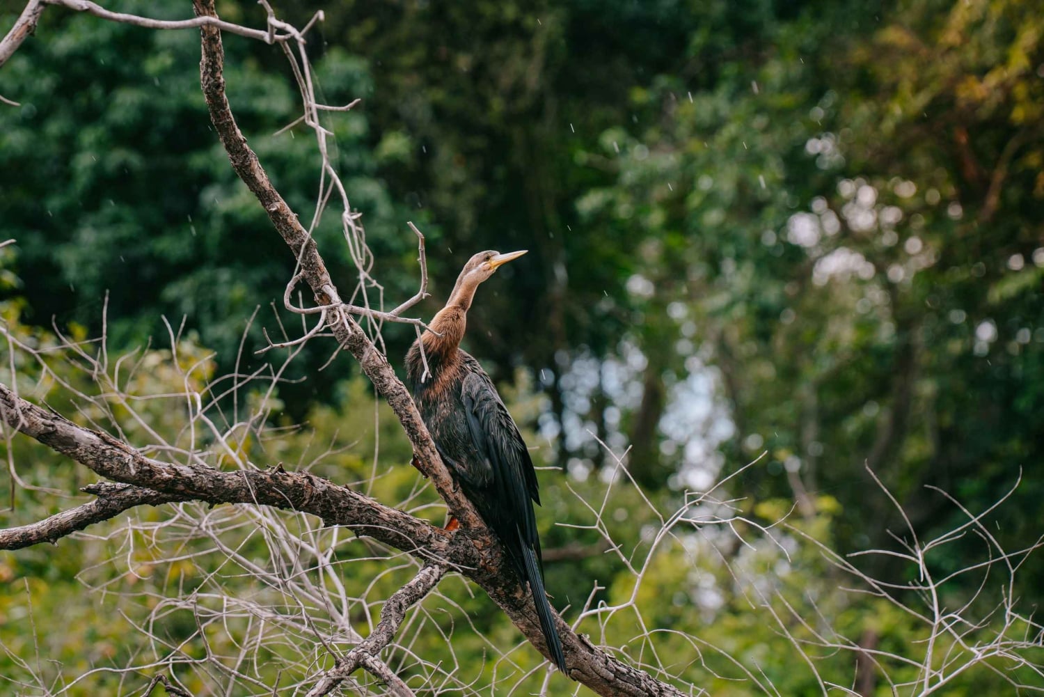 Ливингстон: экскурсия по национальному парку Моси-оа-Тунья