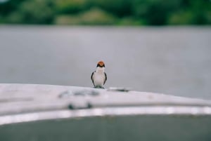 Livingstone: Mosi-oa-Tunya National Park Birdwatching Tour