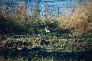 Livingstone: Mosi-oa-Tunya National Park Birdwatching Tour