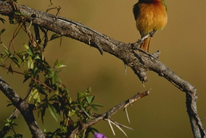 Ливингстон: экскурсия по национальному парку Моси-оа-Тунья
