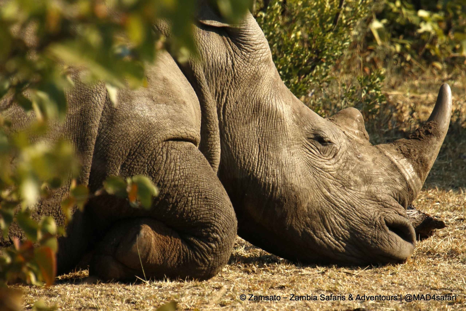 Livingstone: Mosi-oa-Tunya National Park Rhino Tracking Tour