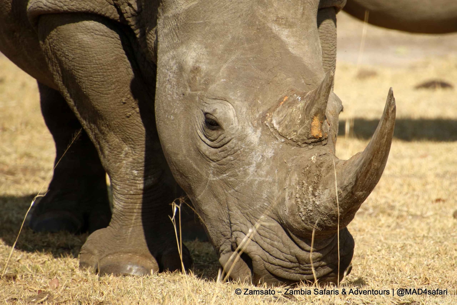 Livingstone: Mosi-oa-Tunya National Park Rhino Tracking Tour