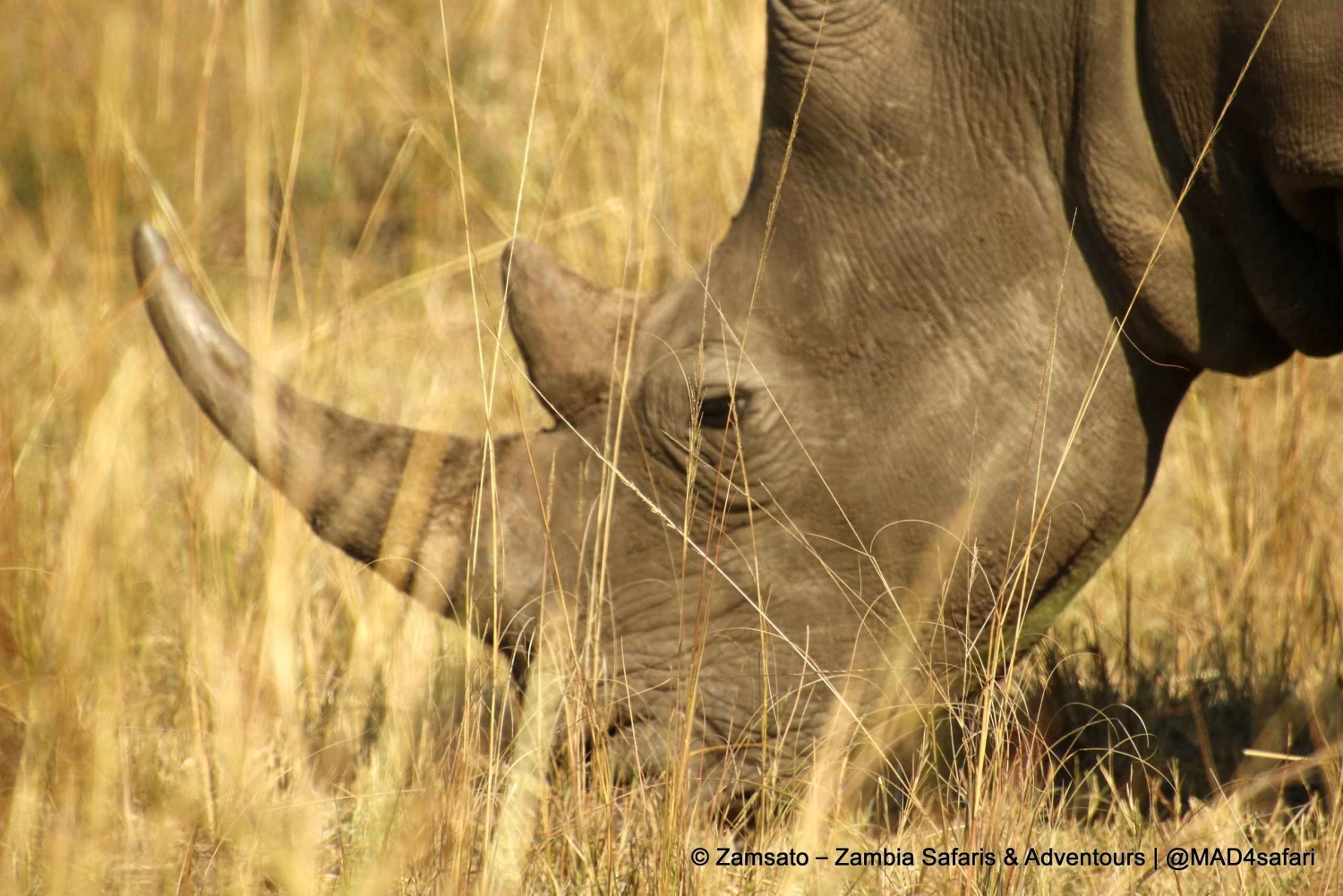 Livingstone: Mosi-oa-Tunya National Park Rhino Tracking Tour