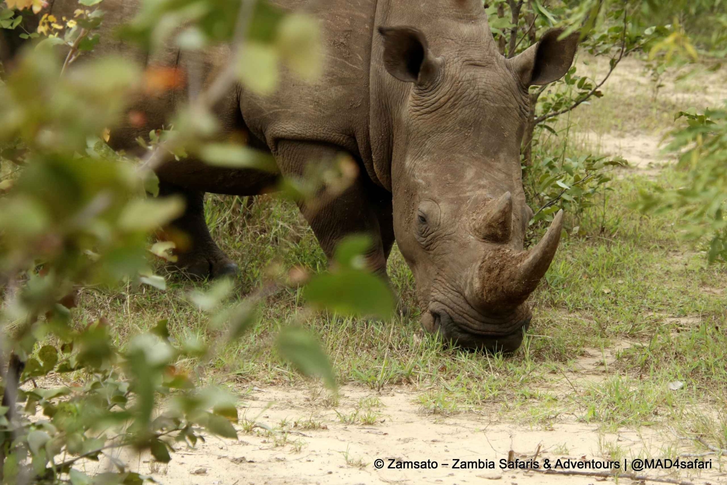 Livingstone: Mosi-oa-Tunya National Park Rhino Tracking Tour