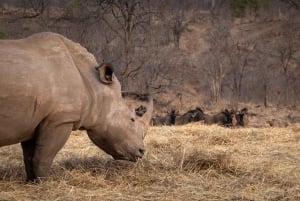 Livingstone: Nashorn-Begegnung und Kulturerbe-Tour