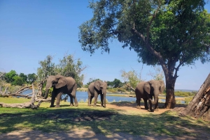 Livingstone: Rhino Interaction, Victoria Falls & Cruise