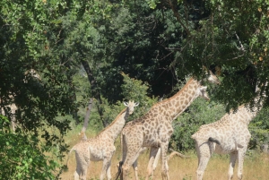 Livingstone: Rhino Interaction, Victoria Falls & Cruise