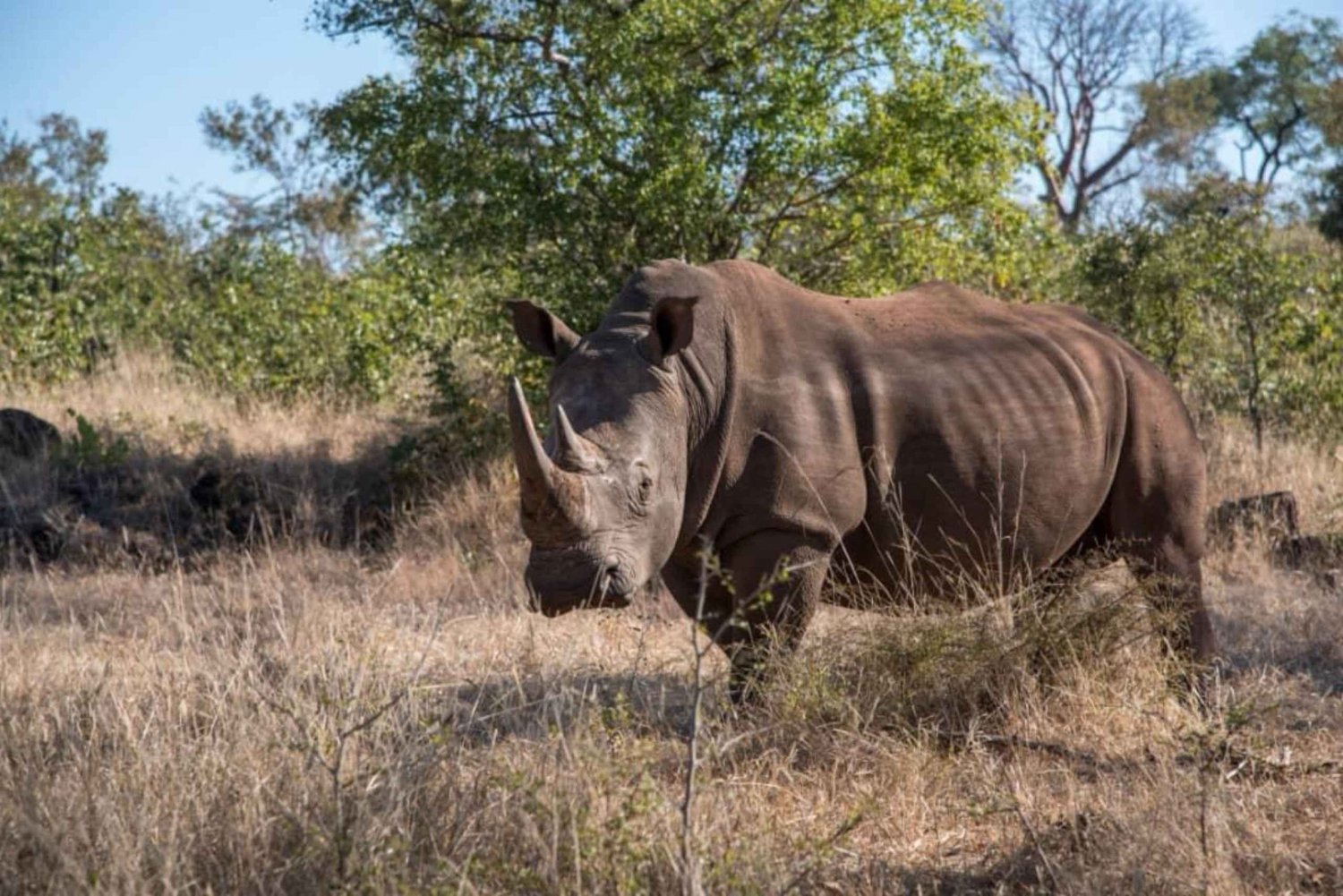 Livingstone: Safari Game drive & rhino walks