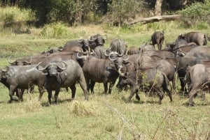 Lusaka: 5-Day Kafue National Park Camping Safari