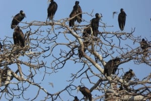 Lusaka: 5-Day Kafue National Park Camping Safari