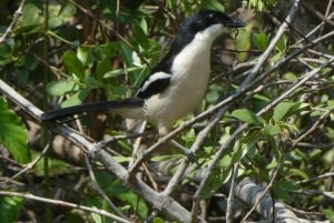 Lusaka: 5 días de safari por el Parque Nacional de Kasanka con alojamiento