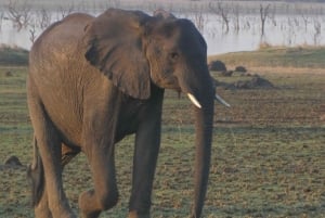 Lusaka: 5 días de safari por el Parque Nacional de Kasanka con alojamiento