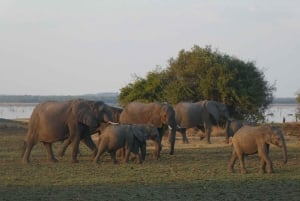 Lusaka: 5 días de safari por el Parque Nacional de Kasanka con alojamiento