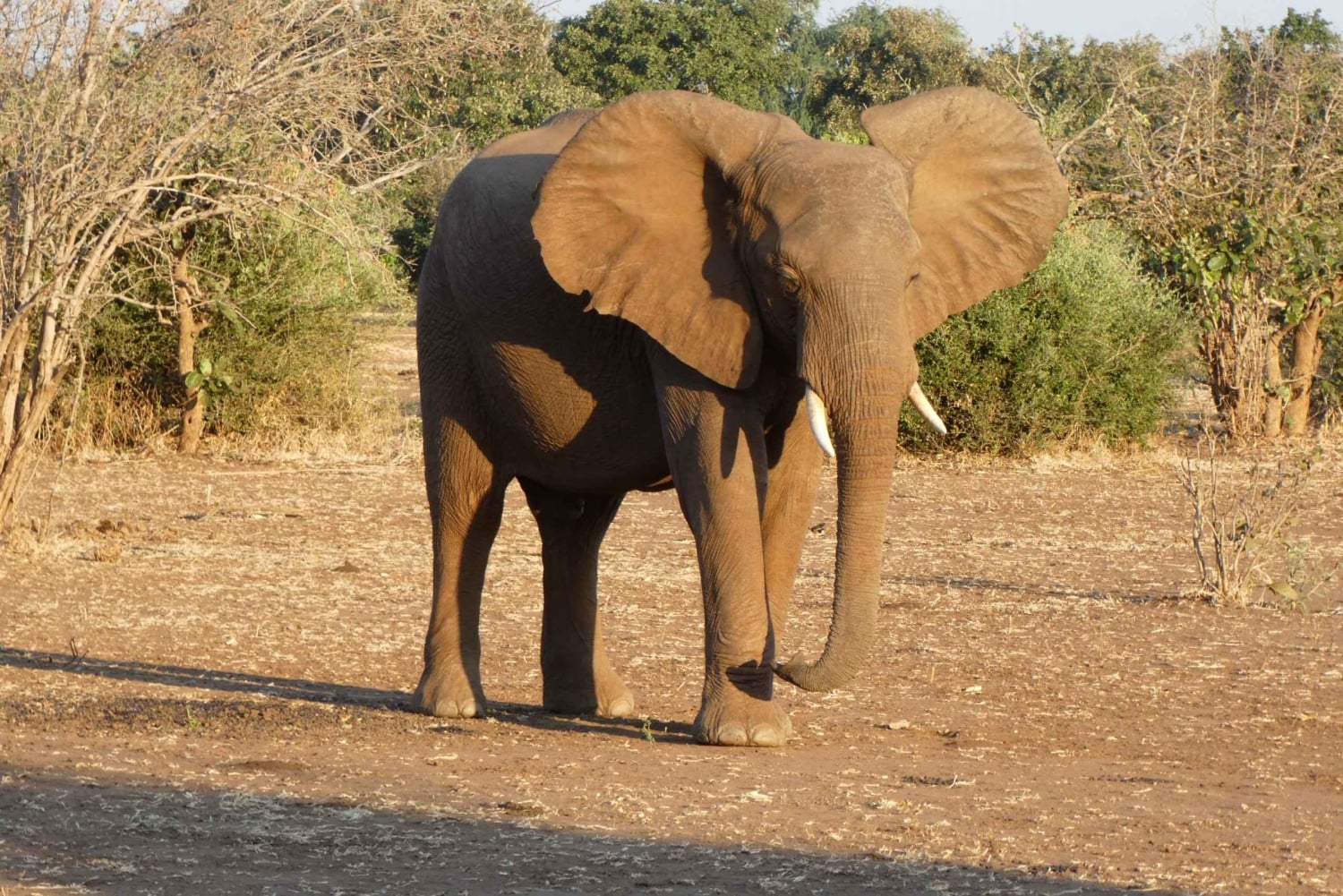 Lusaka: 5-Day Lower Zambezi Safari with Game Drives