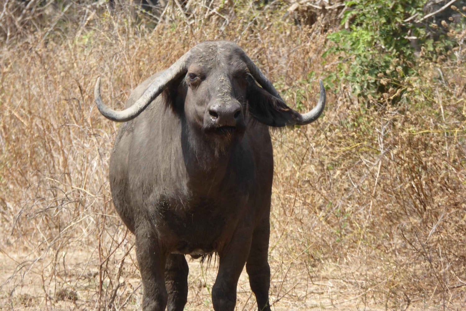 Mfuwe: 5-Day South Luangwa Safari with Camping & Meals