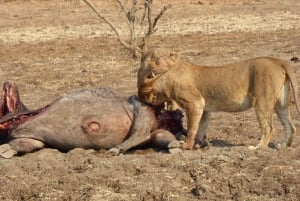 Mfuwe: 5-Day South Luangwa Safari with Camping & Meals