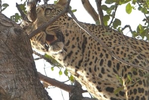 Mfuwe: 5-Day South Luangwa Safari with Camping & Meals