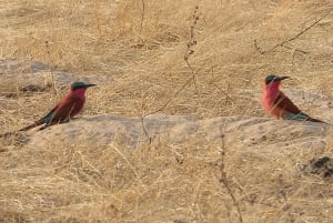 Mfuwe: 5-Day South Luangwa Safari with Camping & Meals