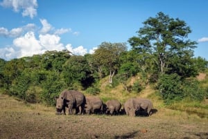 Mosi oa Tunya Game Drive and Rhino Walking Safari