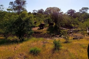 Mosi Oa Tunya Game drive