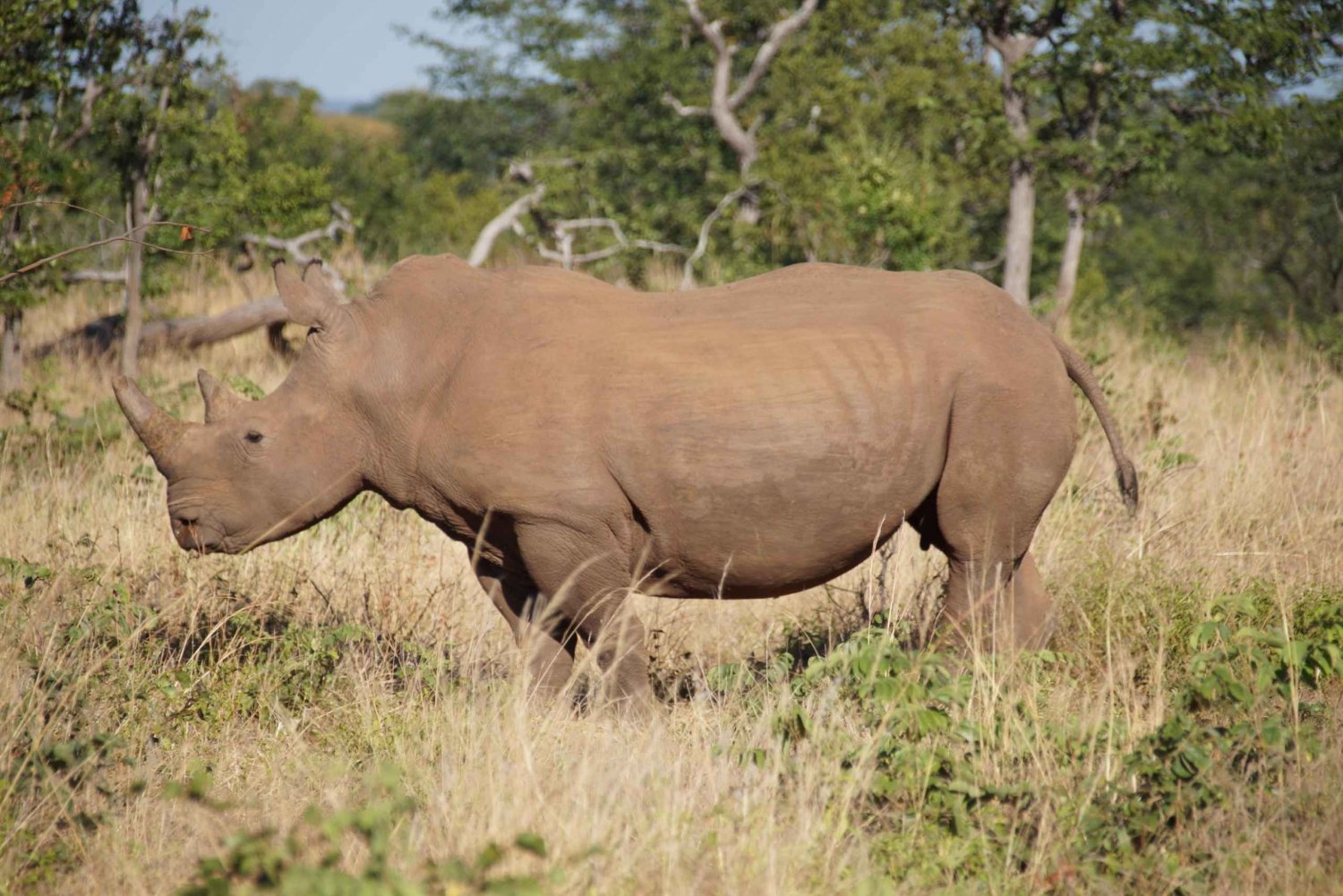 Mosi-oa-Tunya-National-Park-Close-Encounters-with-Rhinos