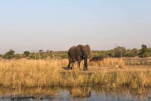 Parc Mosi-oa-Tunya : Safari en voiture et à pied