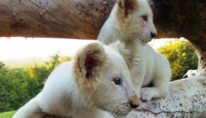 Mukuni Big Five Safaris