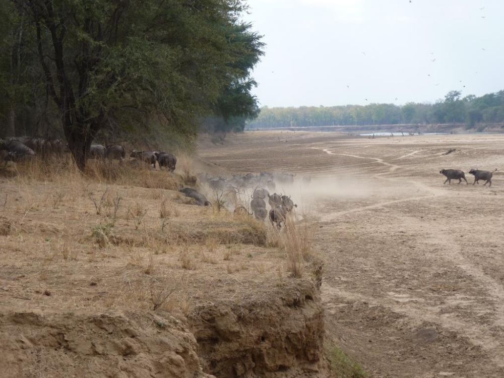 North Luangwa National Park