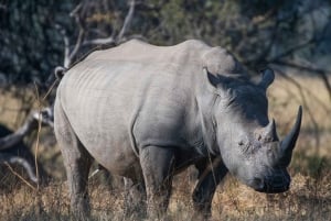 Mosi-oa-Tunya National Park Private Game Drive + White Rhino