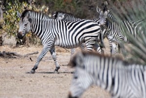 Mosi-oa-Tunya National Park Private Game Drive + White Rhino