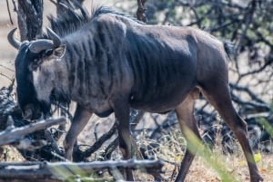 Mosi-oa-Tunya National Park Private Game Drive + White Rhino