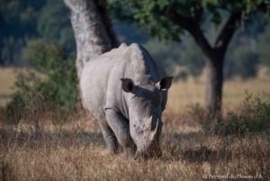 Unità di caccia al rinoceronte - Parco nazionale di Mosi-oa-tunya