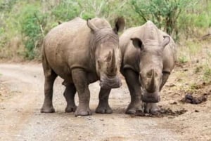 Unità di caccia al rinoceronte - Parco nazionale di Mosi-oa-tunya