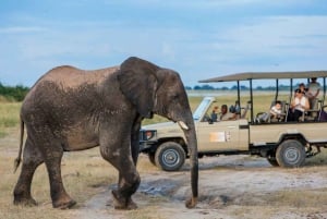 Speldrivning med noshörning - Mosi-oa-tunya nationalpark