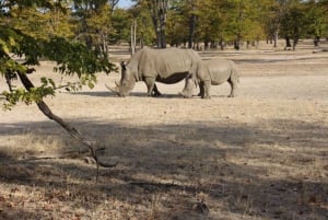 Speldrivning med noshörning - Mosi-oa-tunya nationalpark