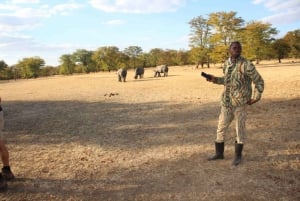 Speldrivning med noshörning - Mosi-oa-tunya nationalpark