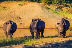 Speldrivning med noshörning - Mosi-oa-tunya nationalpark