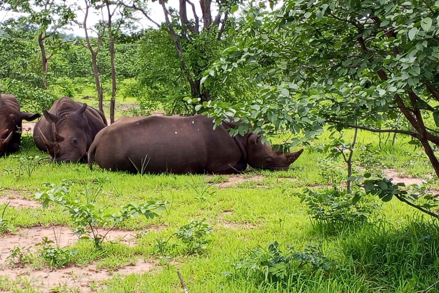 Rhino Guardians Safari: En guidad bevarande-tur
