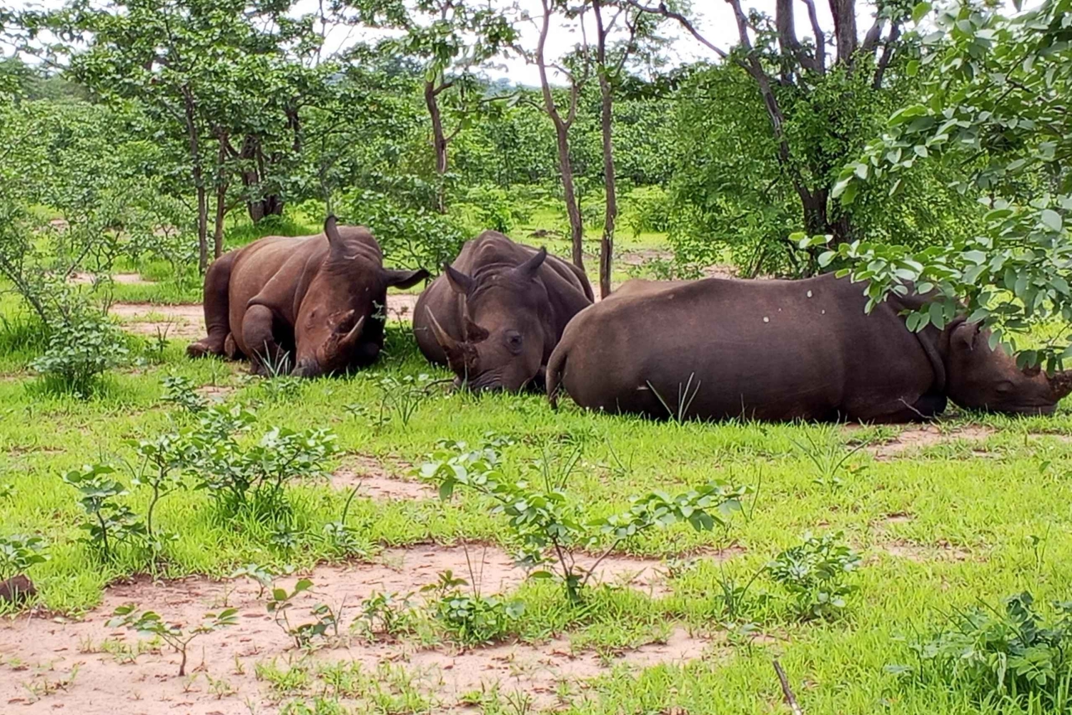 Rhino Guardians Safari: En guidad bevarande-tur