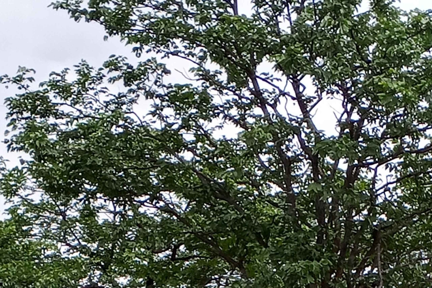 Rhino Guardians Safari: En guidad bevarande-tur