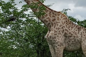 Rhino Guardians Safari: En guidad bevarande-tur