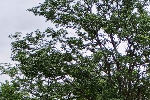 Rhino Guardians Safari: En guidad bevarande-tur