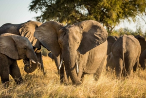 Sarvikuono Safari ajo