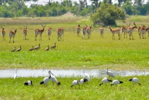 Sarvikuono Safari ajo