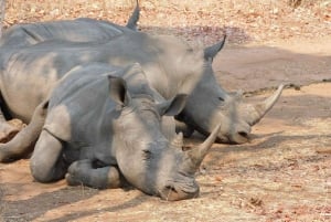 Safari a pie con rinocerontes -Parque Nacional de Mosi -oa- Tunya