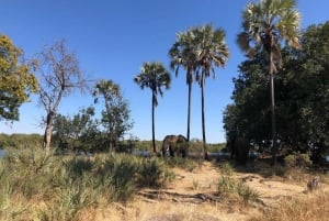 Safari a pie con rinocerontes -Parque Nacional de Mosi -oa- Tunya