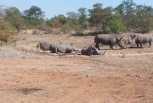 Safári a pé com rinocerontes