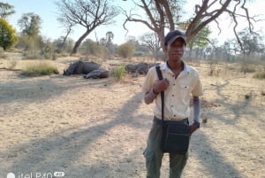 Rhino Walking Safari