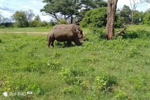 Safari a pie con rinocerontes
